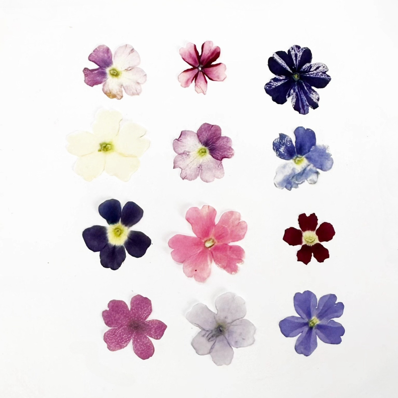 24pcs,Verbena Dry Flowers DIY  - огляд і ціна Art Craft 2 Year Olds