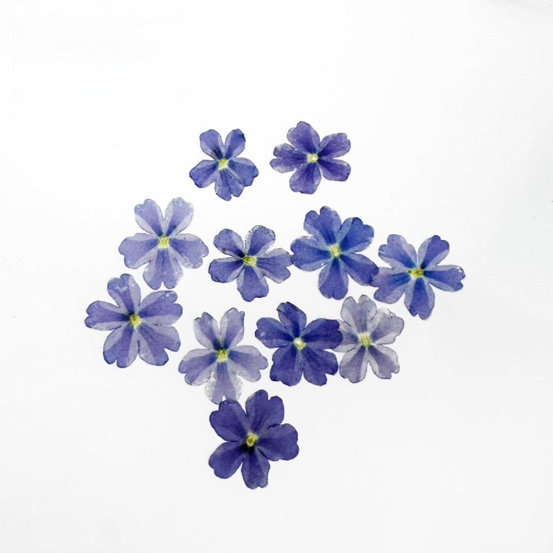 24pcs,Verbena Dry Flowers DIY  - огляд і ціна Art Craft 2 Year Olds