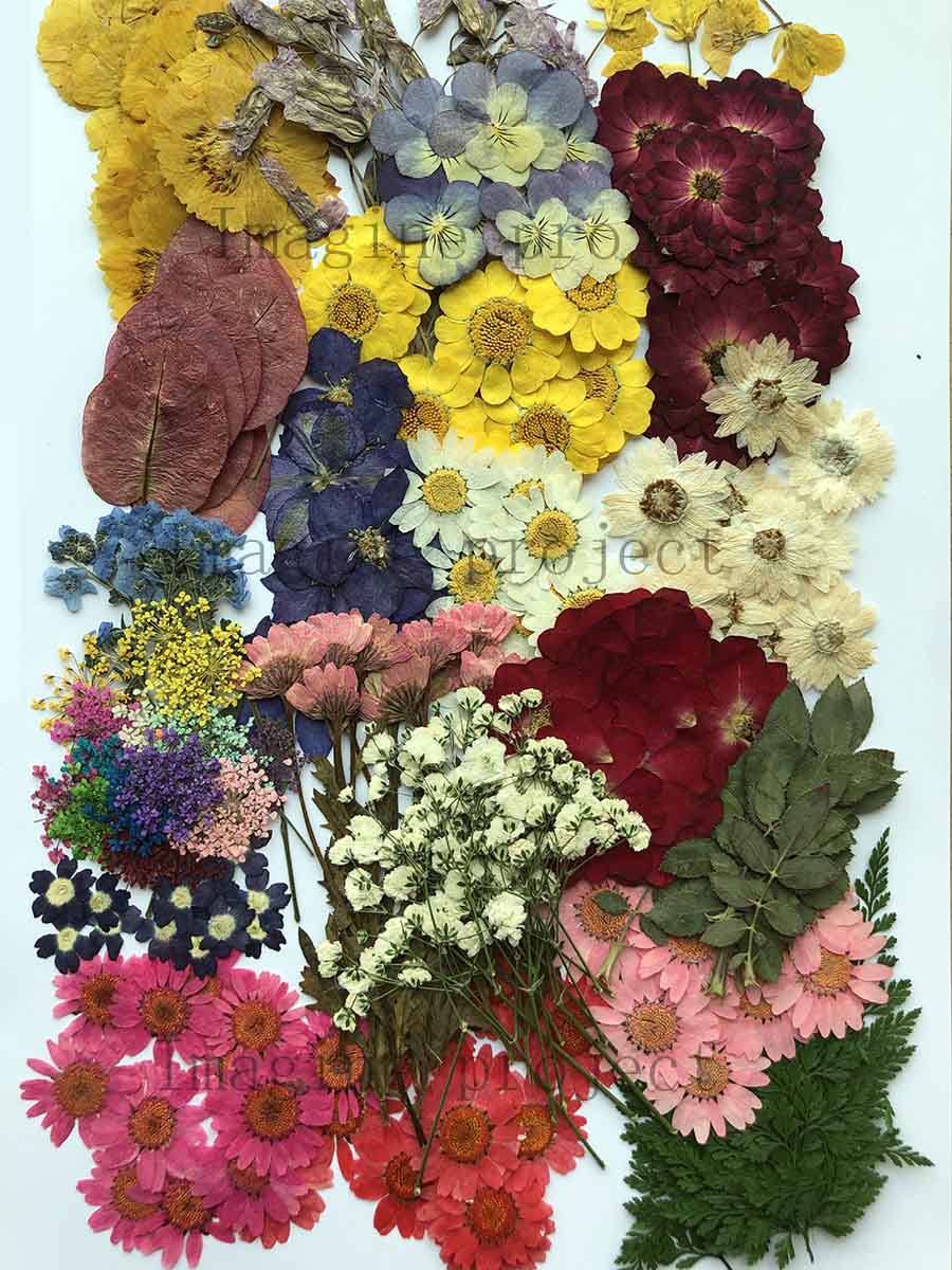 250pcs Assorted Pressed Dried  - огляд і ціна Art Craft 2 Year Olds